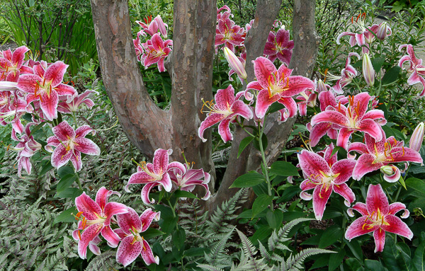 Oriental Lily 'Stargazer' , Cleveland Botanical Garden 