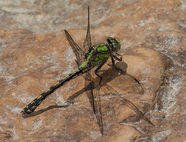 Riffle Snaketail, Hell Hollow Wilderness Area, Lake County, Ohio