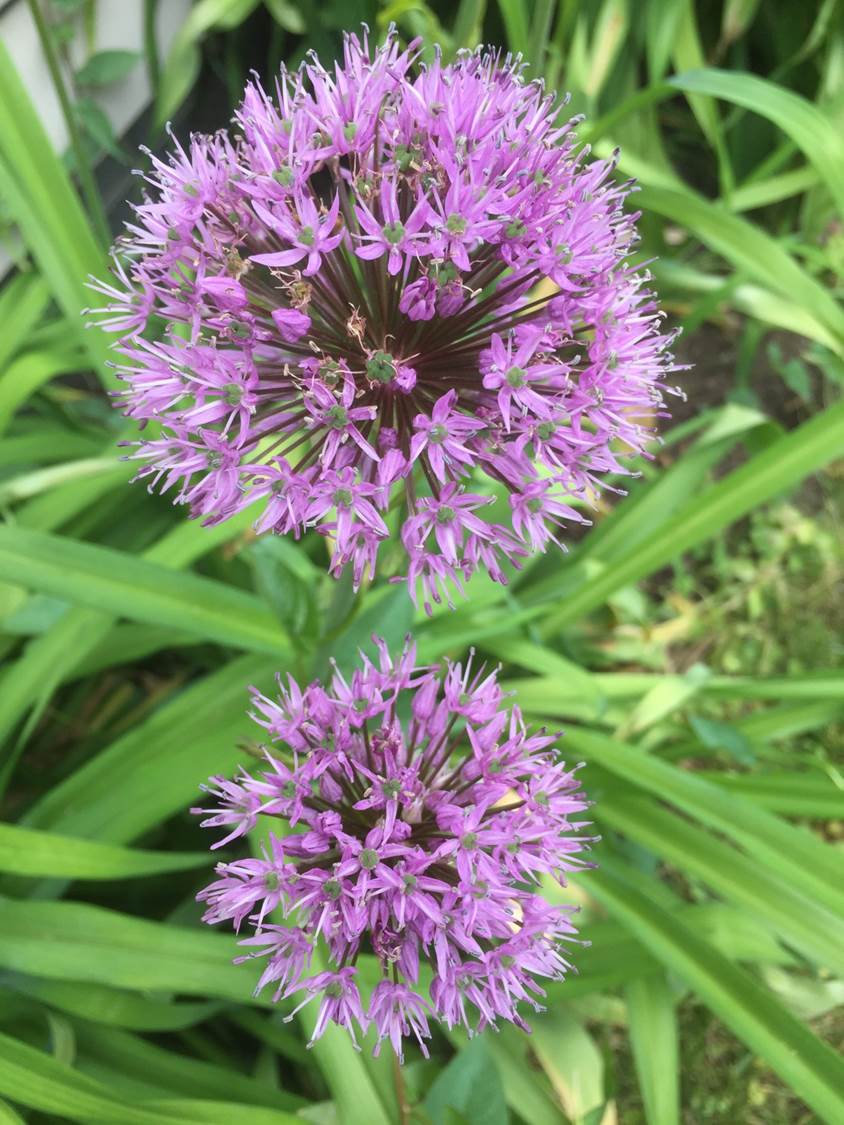 Allium, iPhone 6 Standard Lens 