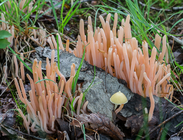 Coral Mushrooms (Clavaria sp.), Clear Fork Reservoir, Ohio 