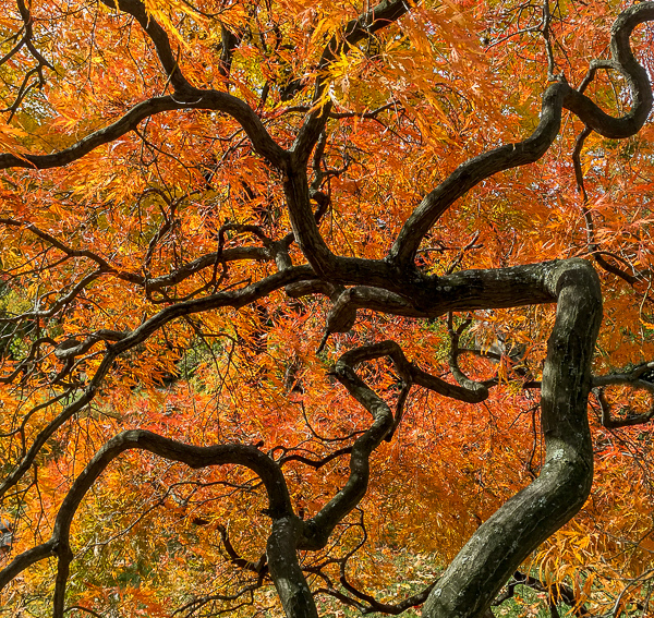 Japanese Maple, Lake View Cemetery 