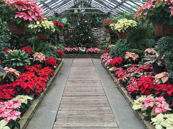 Poinsettia display, Rockefeller Park Greenhouse 