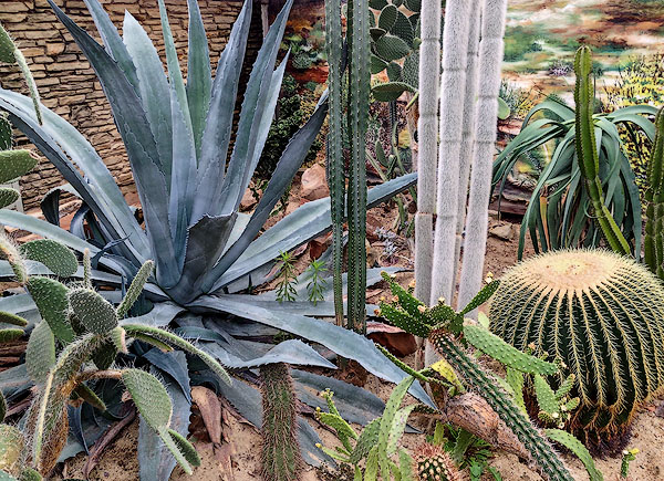Cacti Showhouse, Rockefeller Greenhouse