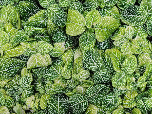 Nerve Plant, Rockefeller Park Greenhouse