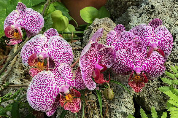 Orchid Showhouse, Rockefeller Park Greenhouse