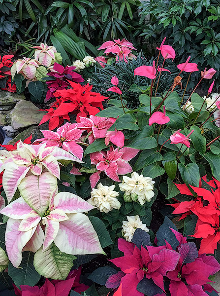 Poinsettia display, Rockefeller Greenhouse 