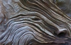 Rock Rabbits and Rhino Trees – Creatures of Wood, Stone & Ice